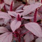 Choulai red edible, Amaranthus red edible