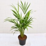 Areca Palm (Small)