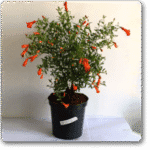 Ornamental Pomegranate�