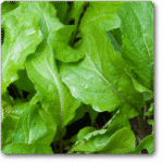 Rocket Arugula Wild Cut