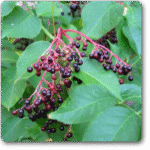 Sambucus Nigra- Elderberry- Black Elder�