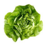 Lettuce Butter Head Green