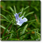 Rosemary�