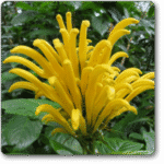 Brazilian plume (Yellow)
