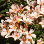 Kaner Dwarf- Nerium Oleander�