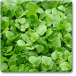 Water Cress