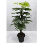 Artificial Plant 2900�