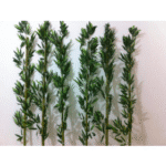 Artificial Bamboo Shoot Regular Quality Thick Stem.....