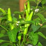 Chilli F1 Hybrid Mike No 2 -Indian Vegitables