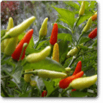 Hot Pepper F1 Hybrid OS-402 -Indian Vegitables