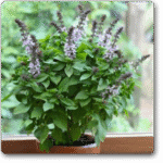 Basil Sweet Scented