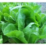 Lettuce Ice Berg Crispiano
