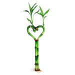Heart Shape Bamboo
