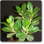 Ficus Island Dwarf