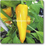 Pepper Sweet Banana -Indian Vegitables