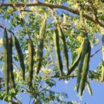 Drumstick- Moringa Oleifera� - Medicinal Plant