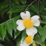 Nagkeshar- Mesua Ferrea