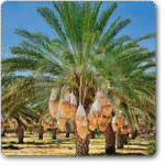 Date palm - (21 Bag Size)