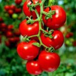 Cherry Tomato Wild Texas