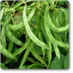 Sem Phali, Lima Beans