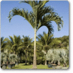 Christmas Palm, Manila Palm, Dwarf Roya