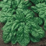 Spinach Italian Matador