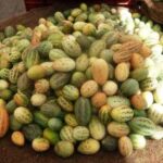 Foot Kachri -Indian Vegitables