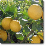 Kagzi Nimboo- Kagzi Lemon� - Medicinal Plant