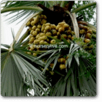 Borassus flabellifer