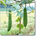 Chilli F1 Hybrid Xingchango No 1 -Indian Vegitables