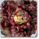 Lettuce Biscia Salad Bowl Exotic Vegetable Seeds