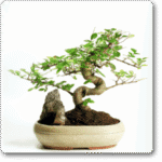 Bonsai Podacate