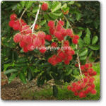 Rambutan Tree