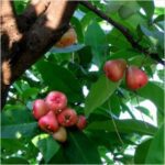 Jambu- White Guava- love apple