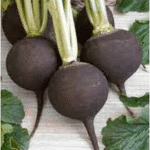 Radish Imp. Black Tondo Round