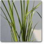 Khus- Vetiver - Medicinal Plant