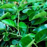 Antmool- Dambel - - Medicinal Plant