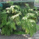 Chamaedorea Microspadix, Hardy Bambo