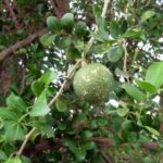 Limonia- Kawista- Kaitha- Kavath