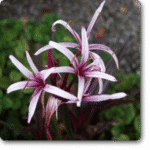 Crinum procerum var�