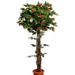 Red Camellia Topiary Plant