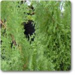 Arborvitae� - Medicinal Plant