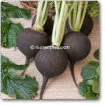 Radish Imp. Black Tondo Round Exotic Vegetable Seeds