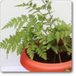 Davallia Trichomanoides- Small Rabbit Fo