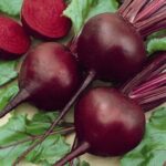 Beet Root Dark Red