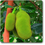 Jack Fruit- Kathal- Artocarpus Heterophy