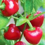 Chilli F1 Hybrid Red Pearl Queen -Indian Vegitables