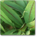 Black Turmeric- Kali Haldi - Medicinal Plant