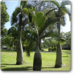 Roystonea Regia, Royal Palm�