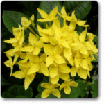 Ixora Dwarf (Yellow)